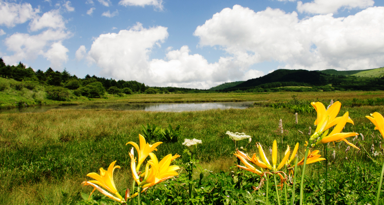 八島湿原
