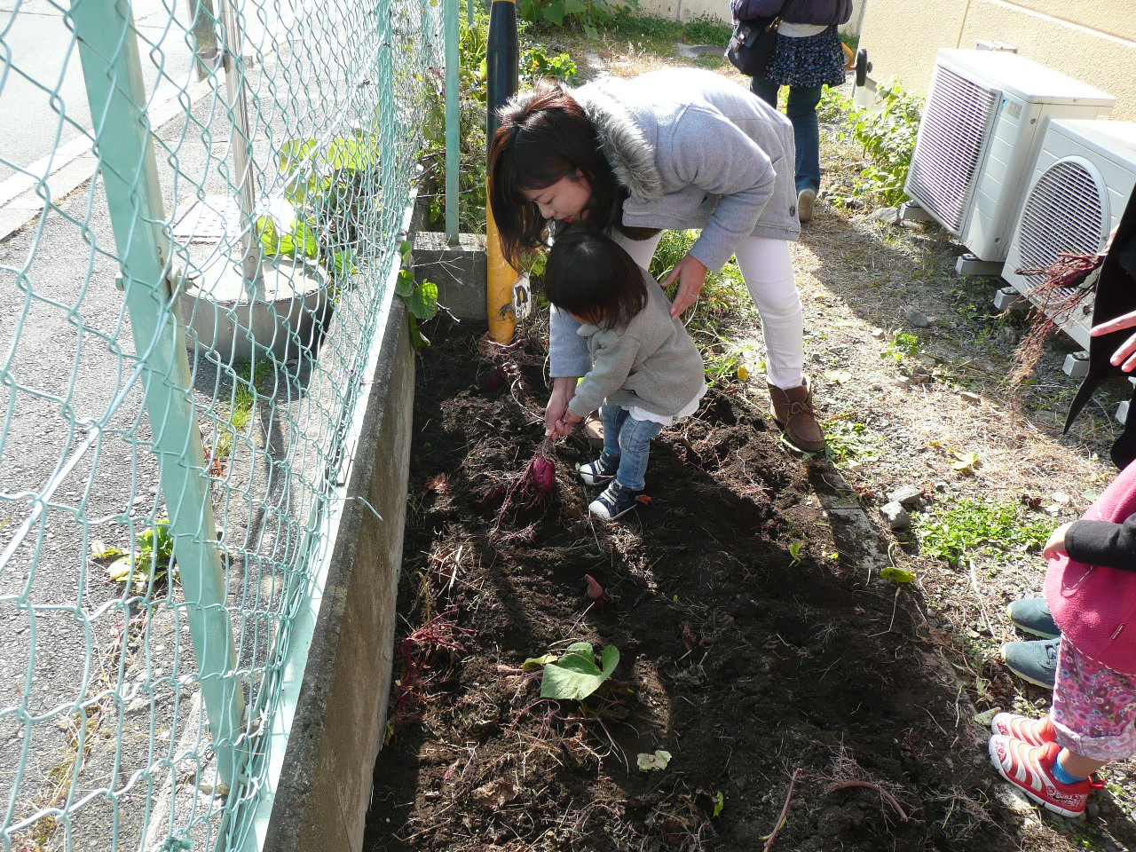 お母さんと芋掘り